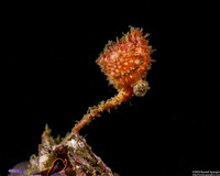 Boltenia villosa (Spiny-Headed Tunicate)