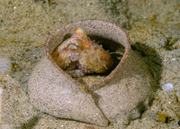 Octopus rubescens (Red Octopus)