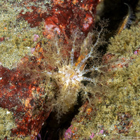 Cucumaria piperata (Peppered Sea Cucumber)