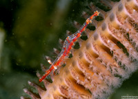 Heptacarpus tenuissimus (Slender Shrimp)