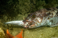 Ophiodon elongatus (Lingcod)