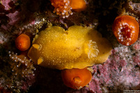 Geitodoris heathi (Heath's Dorid)