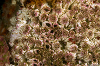 Balanus crenatus (Acorn Barnacle)