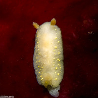 Cadlina modesta (Modest Cadlina)