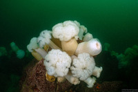 Metridium farcimen (White-Plumed Anemone)