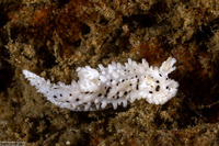 Aegires albopunctatus (Salt-and-Pepper Dorid)