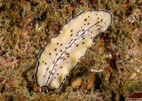 Pseudoceros montereyensis (Monterey Flatworm)