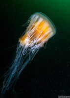 Phacellophora camtschatica (Egg-Yolk Jelly)