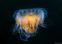 Phacellophora camtschatica (Egg-Yolk Jelly)