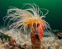 Pachycerianthus fimbriatus (Tube-Dwelling Anemone)