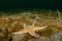 Astropecten armatus (Spiny Sand Star)