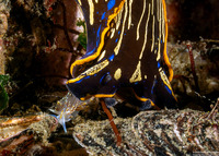 Hermissenda opalescens (Opalescent Nudibranch)