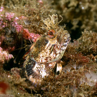 Neoclinus stephensae (Yellowfin Fringehead)