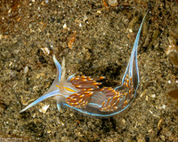 Hermissenda opalescens (Opalescent Nudibranch)