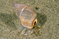 Nassarius fossatus (Giant Western Nassa)