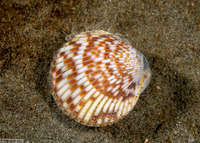 Clinocardium nuttallii (Heart Cockle)