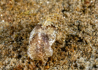 Haminoea vesicula (White Bubble Snail)