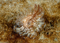 Sabellidae sp.6 (Banded Feather Duster Worm)