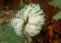 Eudistylia polymorpha (Feather Duster Worm)