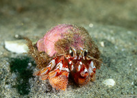 Pagurus armatus (Blackeyed Hermit Crab)