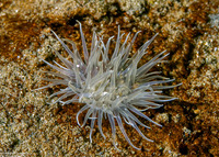 Diadumene leucolena (Ghost Anemone)