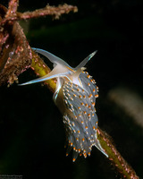 Hermissenda opalescens (Opalescent Nudibranch)