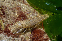 Crangon nigromaculata (Blackspotted Shrimp)