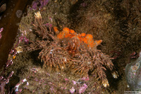 Phyllolithodes papillosus (Heart Crab)