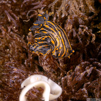 Polycera atra (Black Dorid)