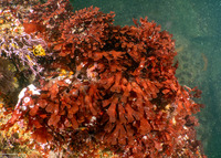 Rhodymenia pacifica (Pacific Rose Seaweed)