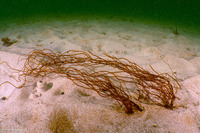 Gracilaria pacifica (Red Spaghetti)