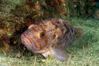 Sebastes auriculatus (Brown Rockfish)