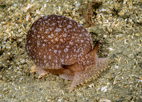 Pleurobranchaea californica (California Sidegill)