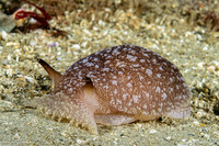 Pleurobranchaea californica (California Sidegill)