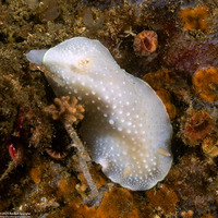 Cadlina luteomarginata (Yellow Margin Cadlina)