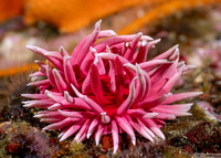 Okenia rosacea (Hopkins' Rose Nudibranch)