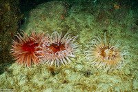 Urticina columbiana (Sand-Rose Anemone)