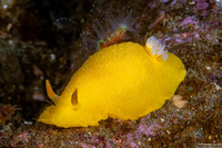 Doriopsilla fulva (White-Speckled Dorid)