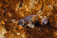 Aglaja ocelligera (Spotted Aglaja)