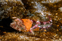 Artedius corallinus (Coralline Sculpin)