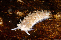 Aeolidia loui (Shag-Rug Aeolid)