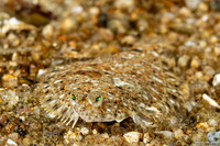 Citharichthys stigmaeus (Speckled Sanddab)