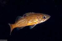 Sebastes melanops (Black Rockfish)