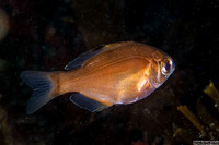 Zalembius rosaceus (Pink Surfperch)