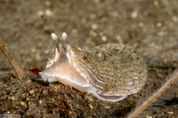 Armina californica (California Armina)