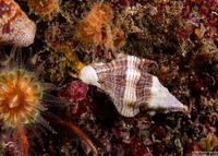 Kelletia kelletii (Kellet's Whelk)