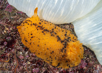 Doris montereyensis (Monterey Dorid)