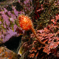 Boltenia villosa (Spiny-Headed Tunicate)