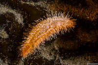 Pachythyone rubra (Red Sea Cucumber)