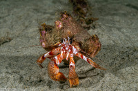 Pagurus armatus (Blackeyed Hermit Crab)